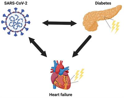 Diabetes, Heart Failure, and COVID-19: An Update